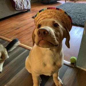 Meet your Posher, Amie